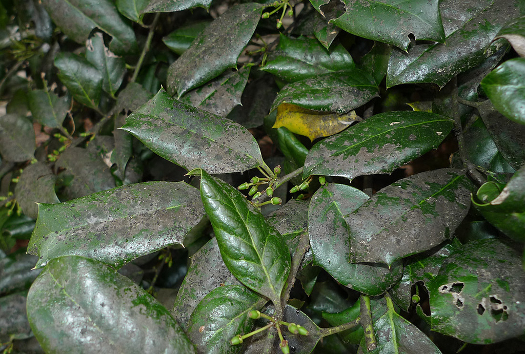 Many dark green leaves with black scales