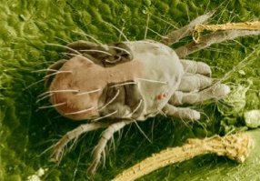 spider mite on leaf