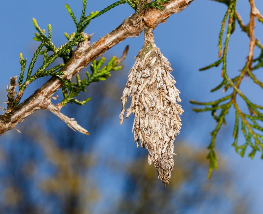 Evergreen Bagworm on tree branch