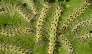 caterpillar looking worms