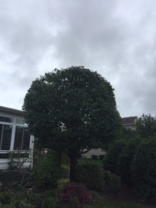 large tree in front of house