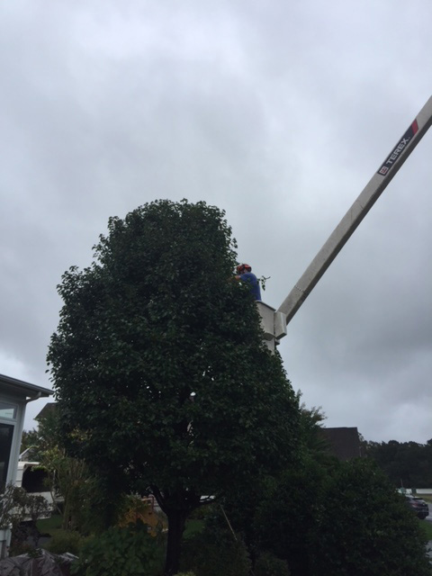 tree trimming services delaware