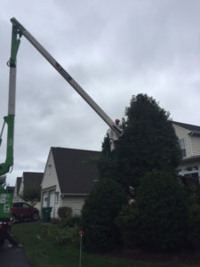 man in bucket lift next to tree