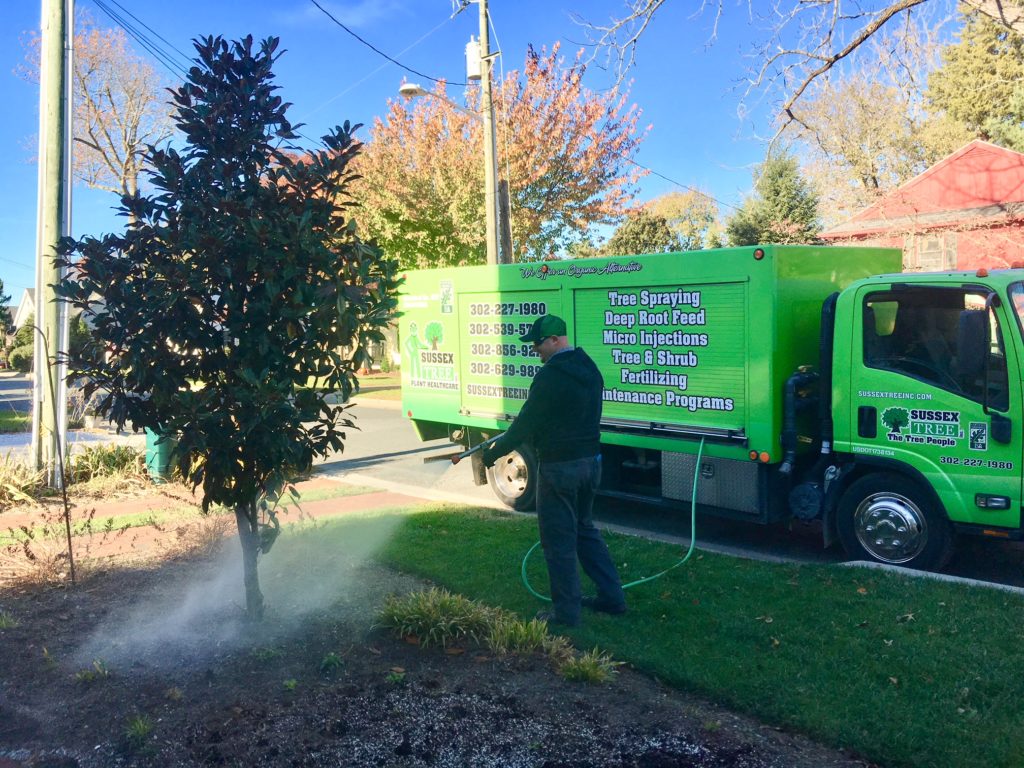 man spraying tree with oil