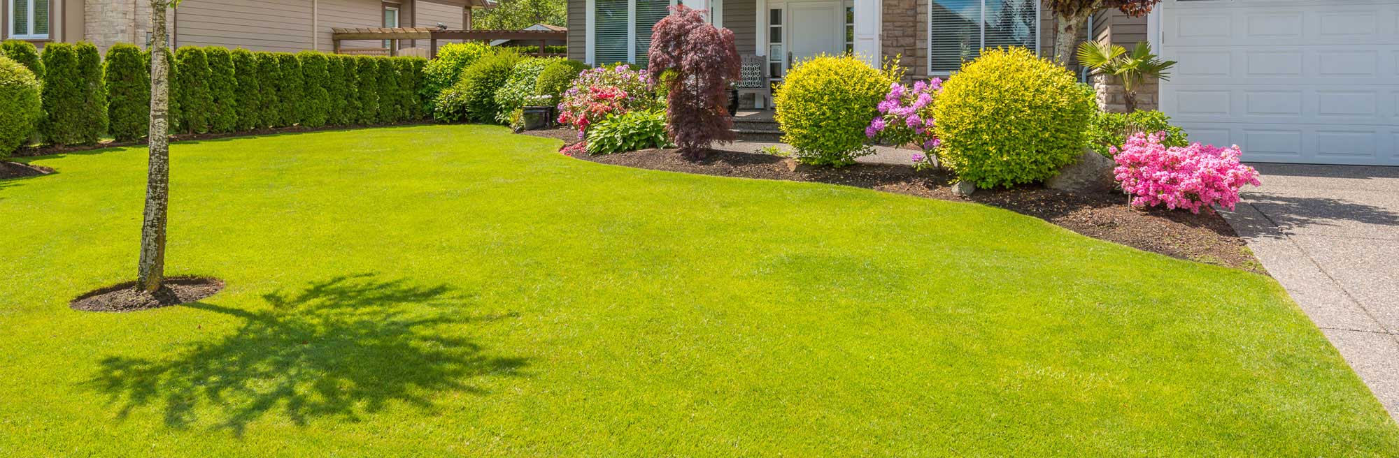 Bright grass in front of a house with different colored bushes