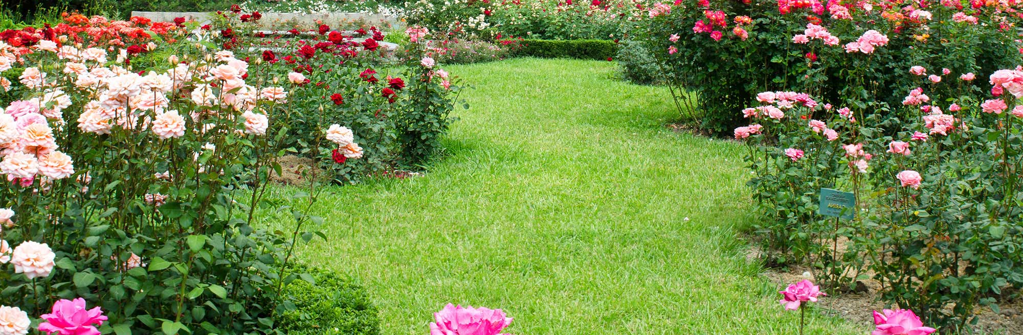Landscaping with bushes of pink and red flowers