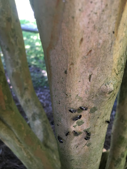 Bark lice mingling in a colony on tree bark
