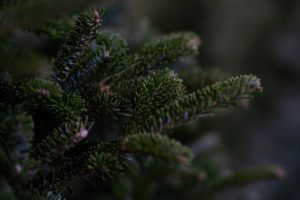 close up of chrismtas tree branch with pine needles