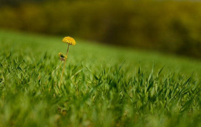 Close up of grass with a dandelion