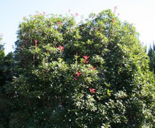 green bush with pink flowers