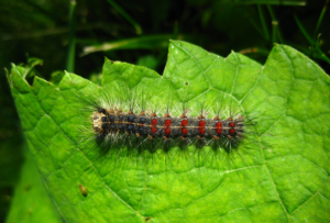 Hairy Gypsy Moth Caterpillar red and black on green leaf