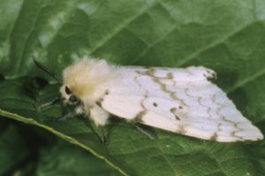 Close up of Female Gypsy Moth on leaf