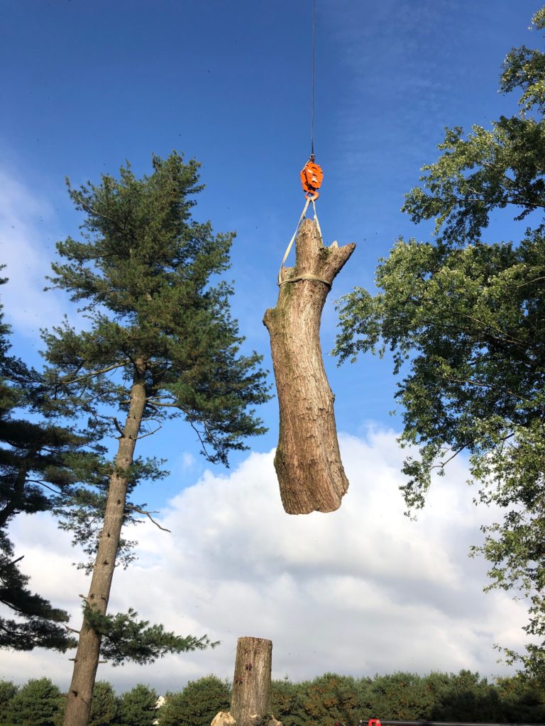 Part of a tree being lifted