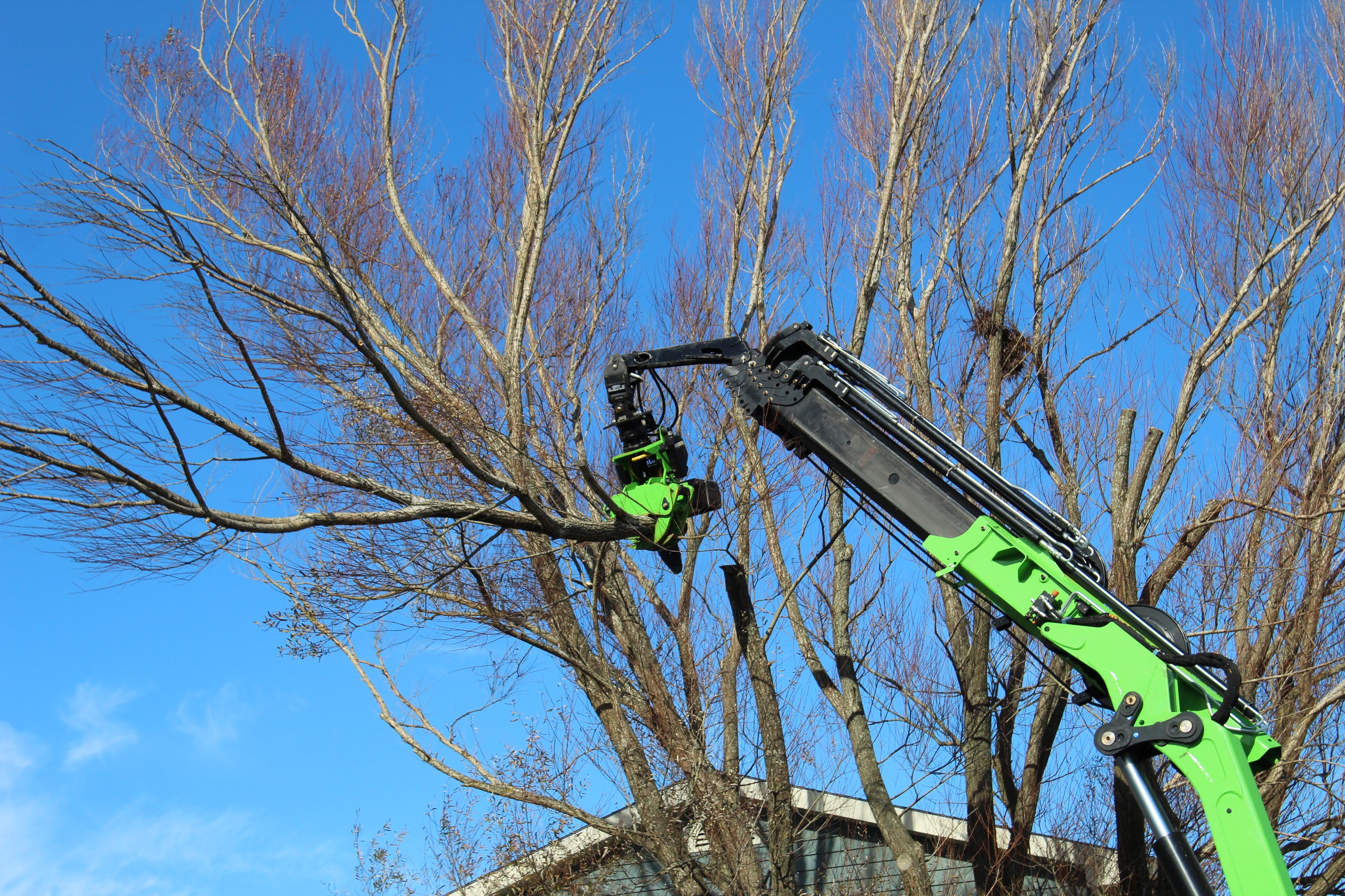 Crane cutting down a tree