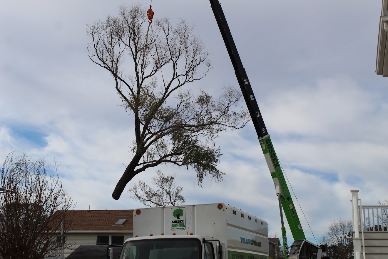 a tree being lifted by a crane in front of a house