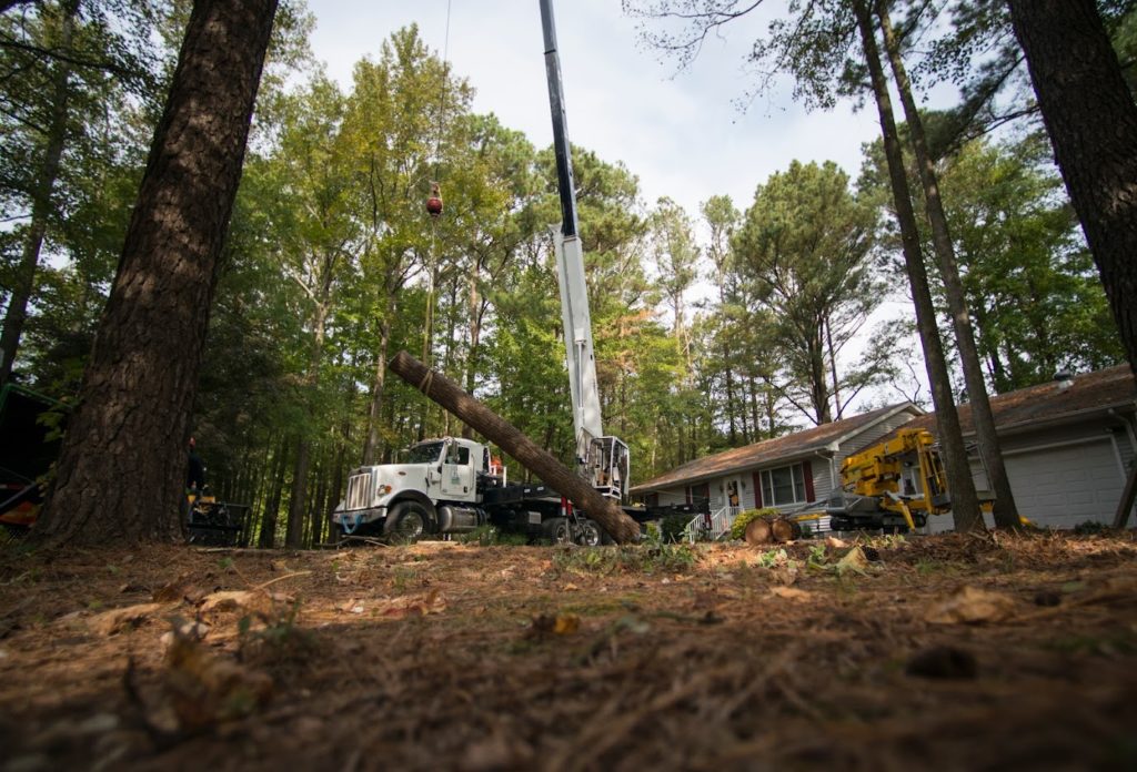 a crane is lifting a tree in the woods