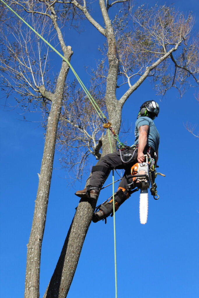 Arborist climbing a tree to cut the branches
