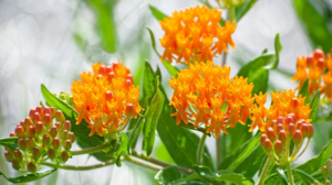 a picture of butterflyweed with orange flowers nd green leaves