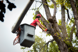a man in red shirt and safety gear on a tree