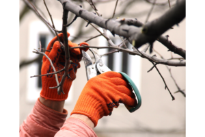 a pair of hands in orange gloves pruning a tree