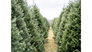rows of christmas trees in a tree farm